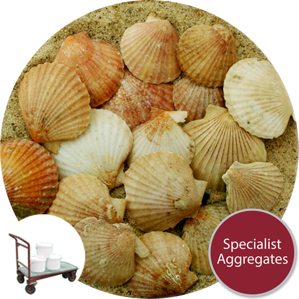 Sea Shells - Natural Queenie Scallop - Click & Collect